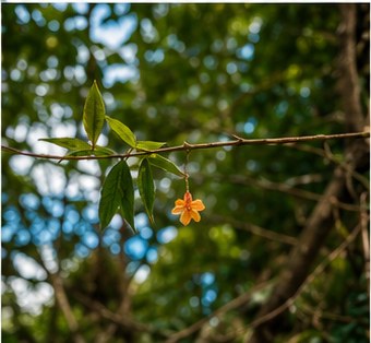 Flor da mata
